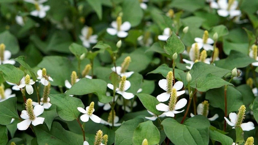 Cây thuốc bổ gan, thận tự nhiên mọc dại đầy vườn